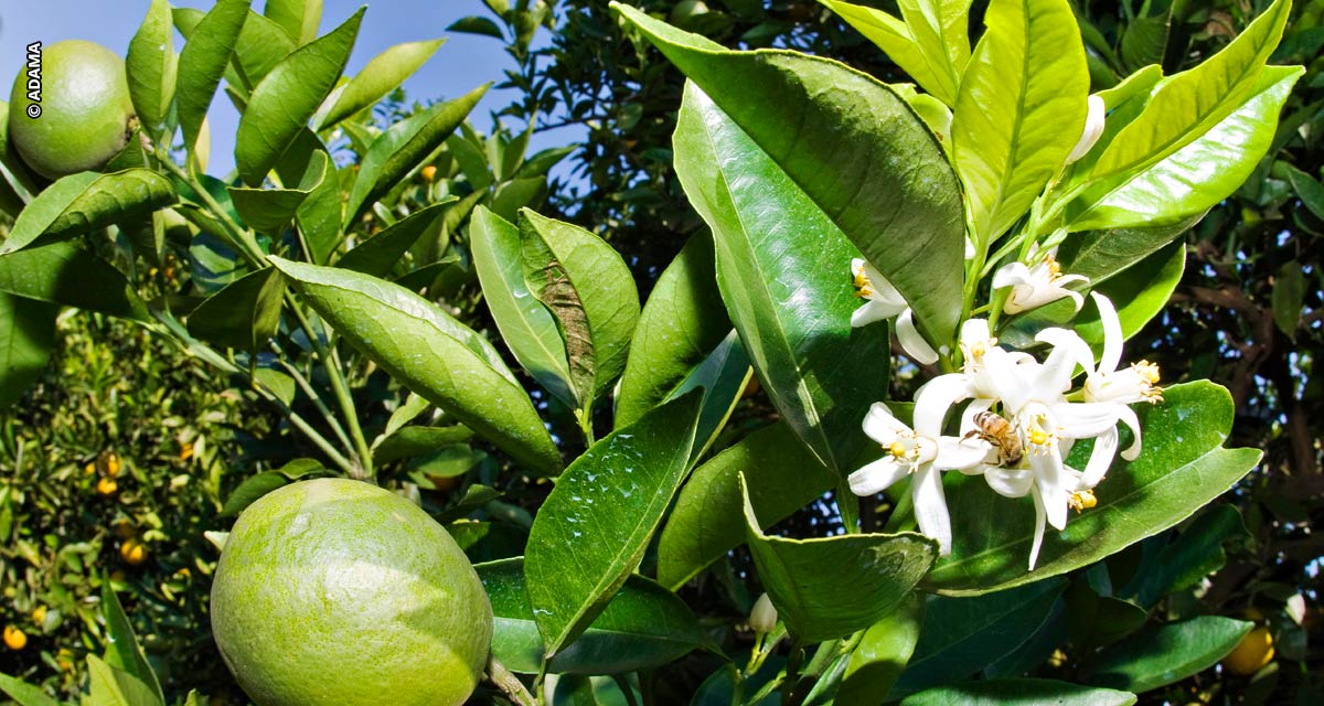 Inseticida da ADAMA tem ampliação de registro para pragas de difícil controle em frutíferas e vegetais