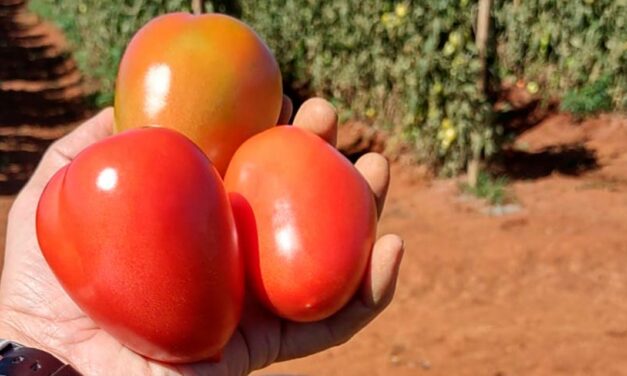 Tomate híbrido recém-lançado se destaca na tomaticultura pelos resultados no cultivo em tempo seco e colheita no período de chuvas