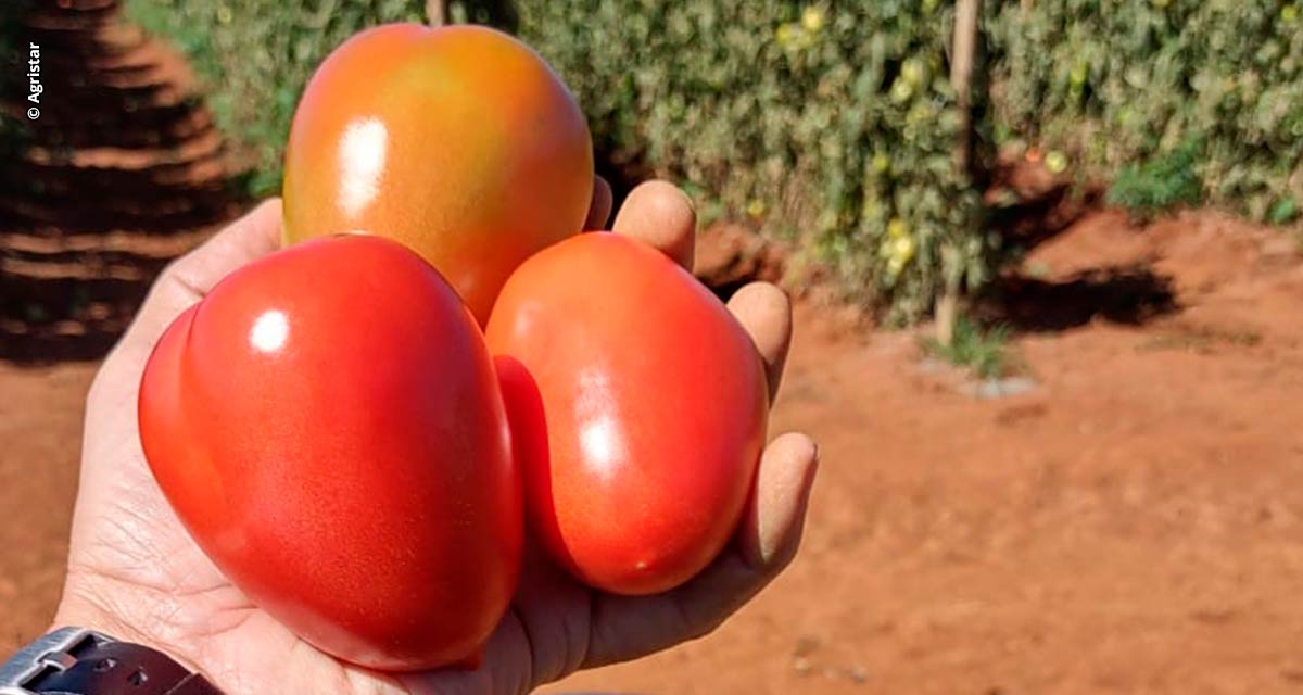 Tomate híbrido recém-lançado se destaca na tomaticultura pelos resultados no cultivo em tempo seco e colheita no período de chuvas