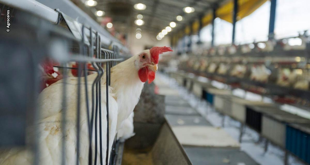 Como manter a alta produção das poedeiras em épocas de calor extremo