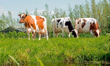 A gordura hidrogenada é uma excelente ferramenta para melhorar o desempenho das vacas leiteiras, recomenda o especialista