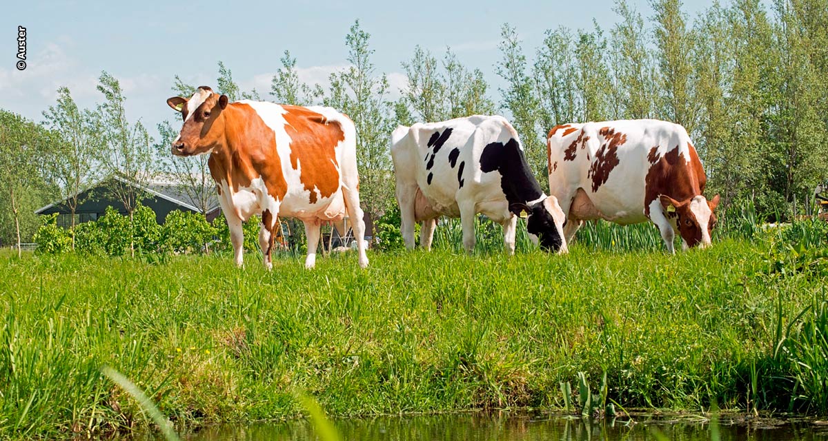 A gordura hidrogenada é uma excelente ferramenta para melhorar o desempenho das vacas leiteiras, recomenda o especialista