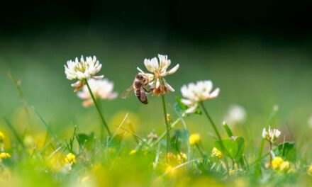 Início da primavera: conheça as flores que dão origem ao mel que vai parar na sua mesa