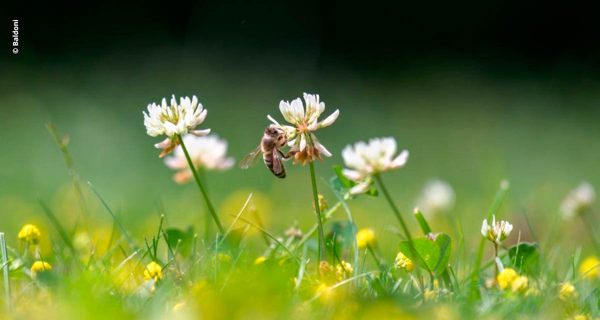 Início da primavera: conheça as flores que dão origem ao mel que vai parar na sua mesa