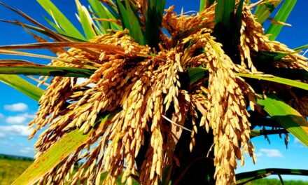 Rizicultores gaúchos enfrentam desafios climáticos para o início da safra de arroz 23/24