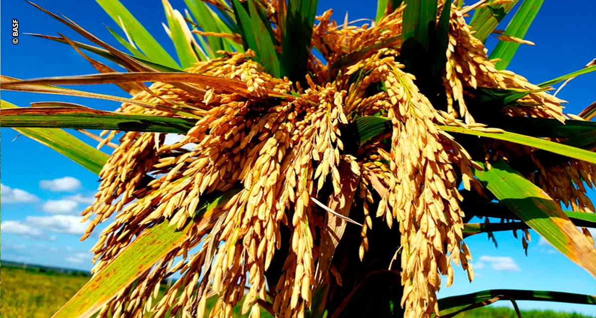 Rizicultores gaúchos enfrentam desafios climáticos para o início da safra de arroz 23/24