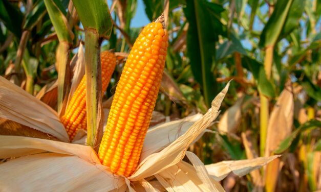 Acertar na escolha do híbrido de milho promove maior rentabilidade e sustentabilidade no campo