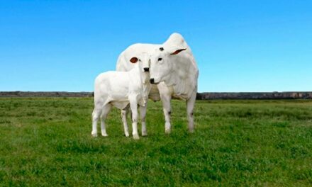 Desempenho reprodutivo de matrizes é foco da Champion Saúde Animal no Feedlot Summit Brazil 2023