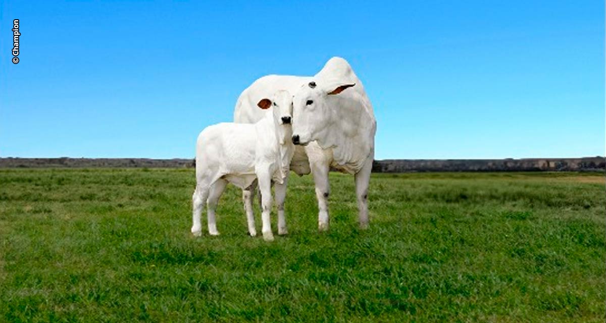 Desempenho reprodutivo de matrizes é foco da Champion Saúde Animal no Feedlot Summit Brazil 2023