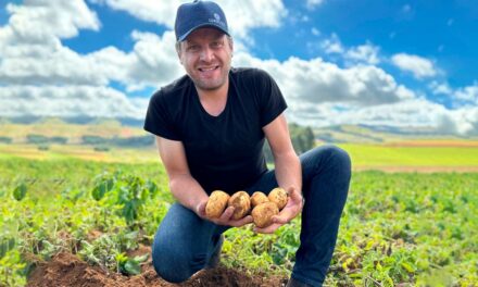 Produtores de batata de MG melhoram a qualidade da produção com tecnologia e manejo sustentável