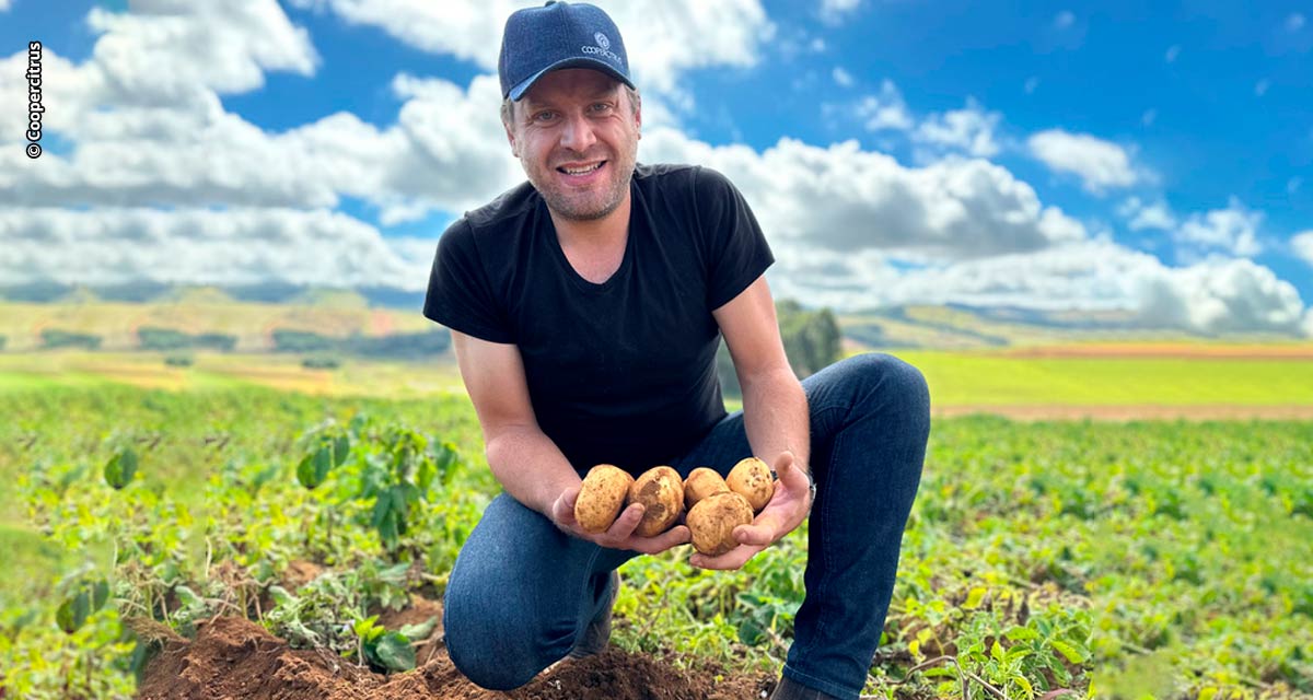 Produtores de batata de MG melhoram a qualidade da produção com tecnologia e manejo sustentável