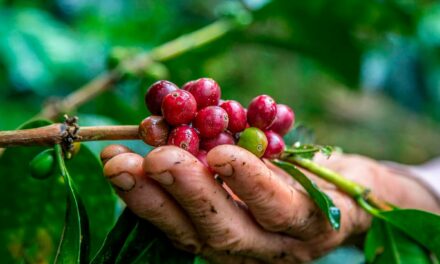 Coopercitrus apoia cafeicultores para ampliar competitividade no mercado