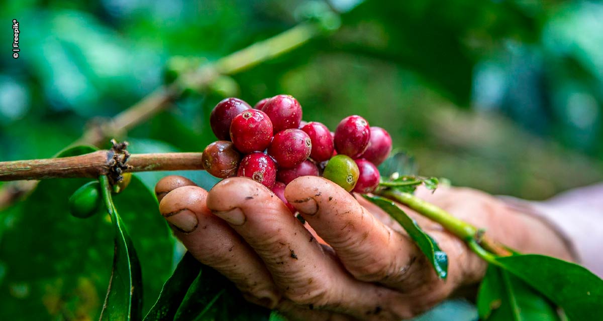 Coopercitrus apoia cafeicultores para ampliar competitividade no mercado