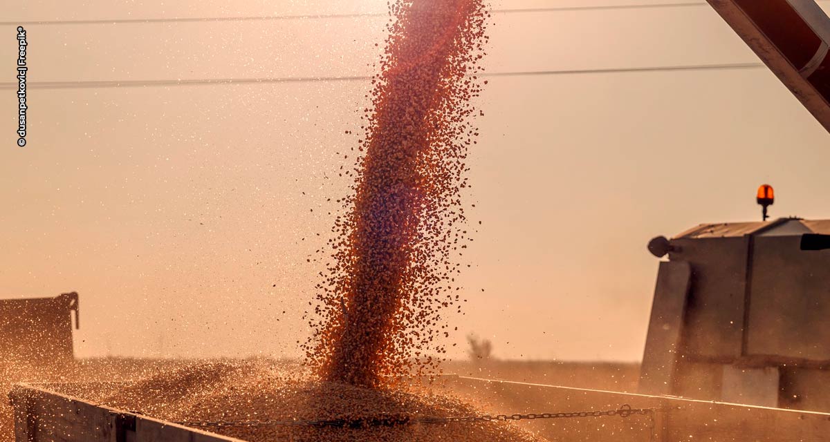 Área de cereais e oleaginosas pode diminuir no Brasil em 2024 após 13 anos de avanço, mostra análise preliminar da DATAGRO Grãos