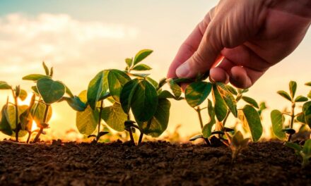 Alta das temperaturas e seca afeta produtividade da soja brasileira, revela estudo