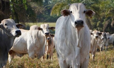 Mais do que nunca, pecuarista precisa ser eficiente