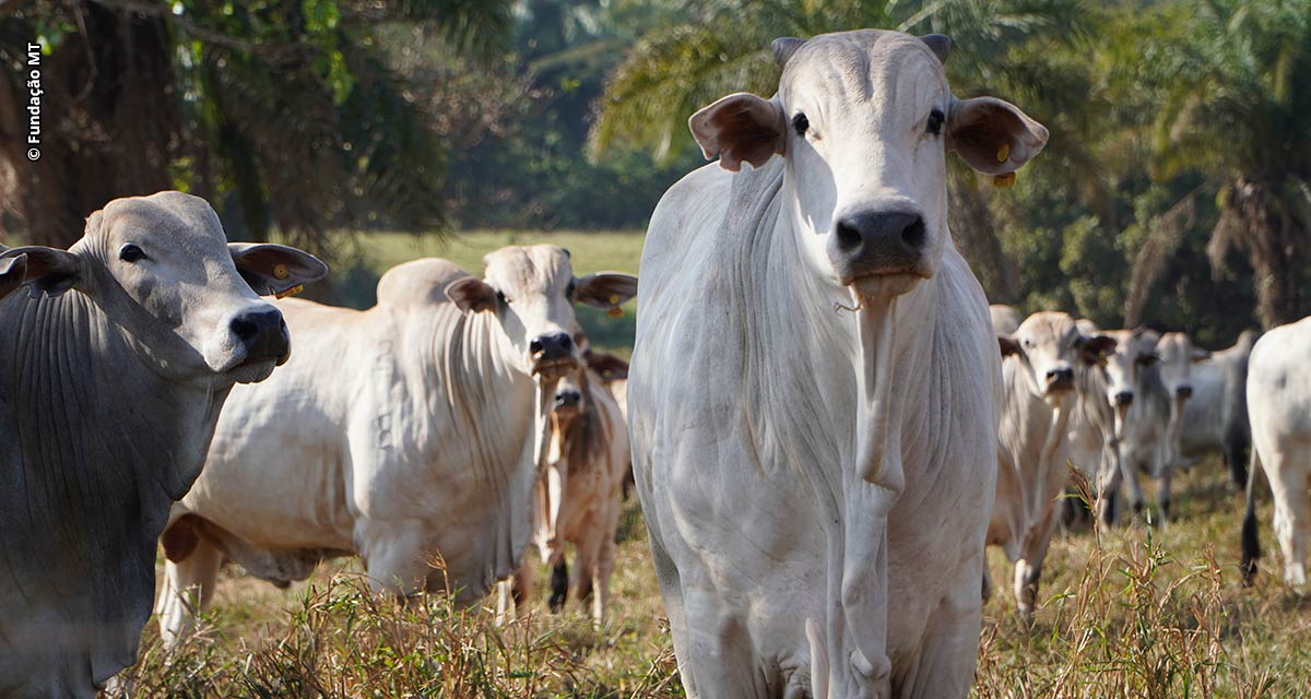 Mais do que nunca, pecuarista precisa ser eficiente