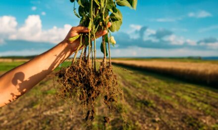 Nem químico, nem biológico: novidade contra nematoides vem de um extrato vegetal