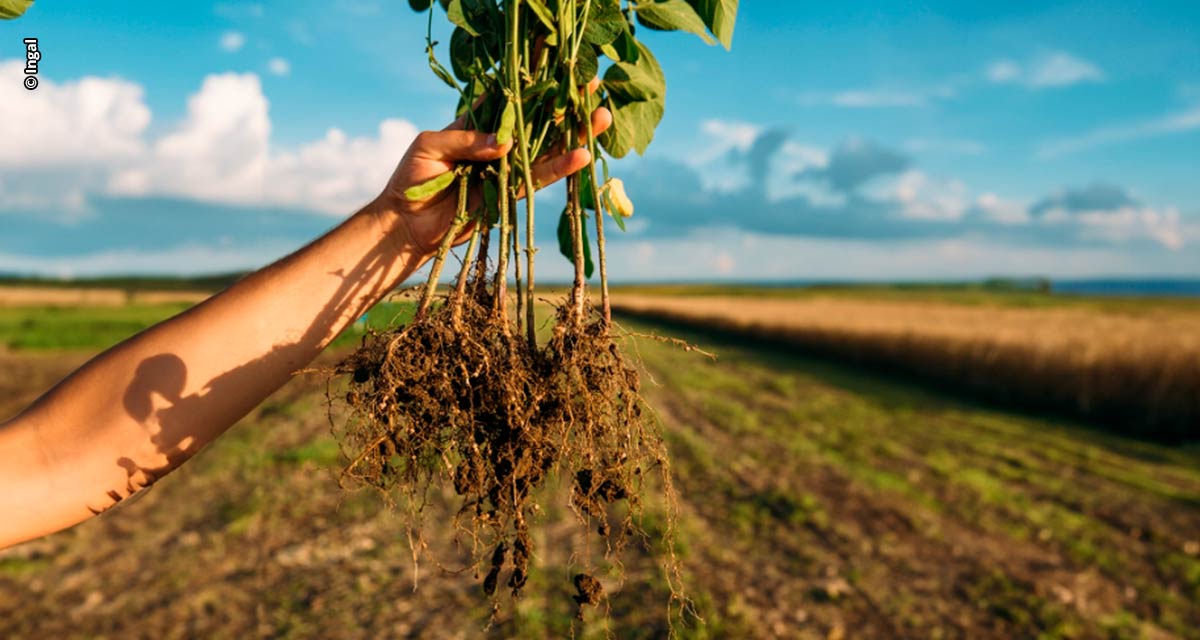 Nem químico, nem biológico: novidade contra nematoides vem de um extrato vegetal