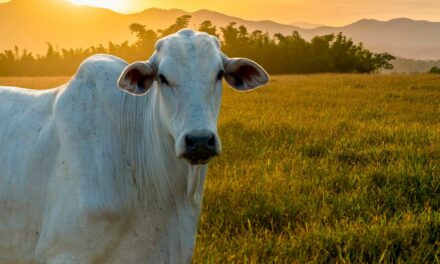 Nutrição de pastagens garante produção pecuária rentável e sustentável