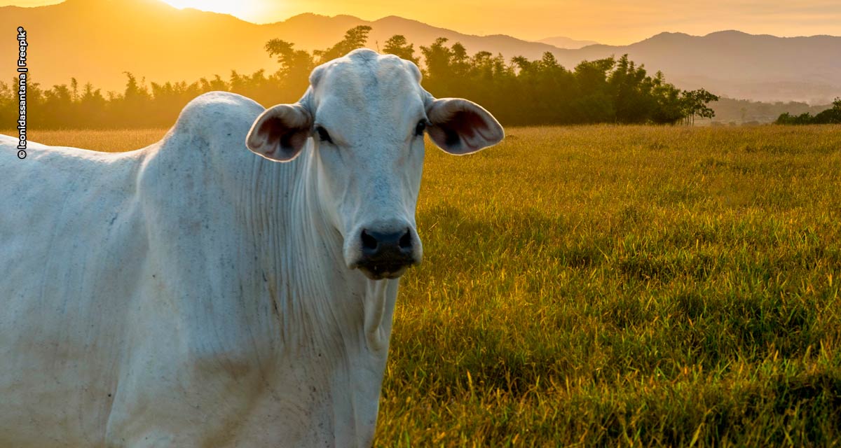 Nutrição de pastagens garante produção pecuária rentável e sustentável