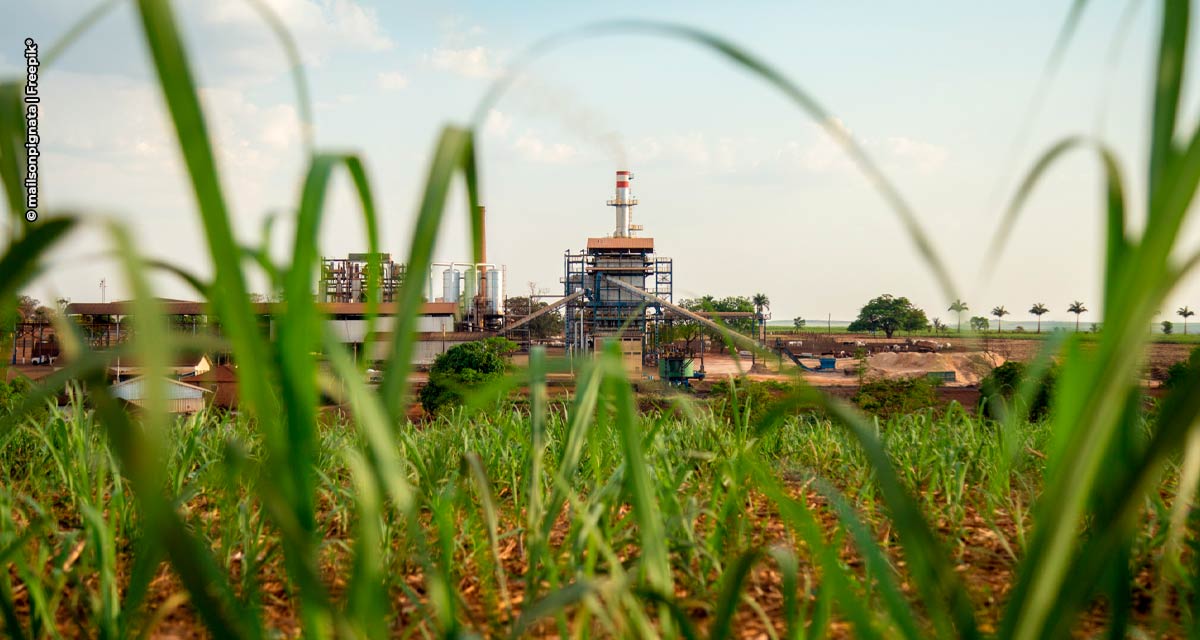 Setor sucroalcooleiro é destaque nas exportações do agro paulista