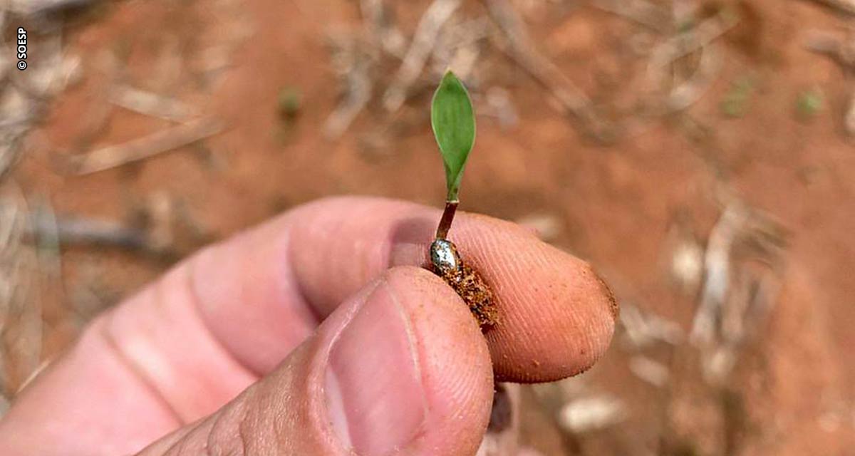 Formação de pastagem eficiente começa antes do plantio