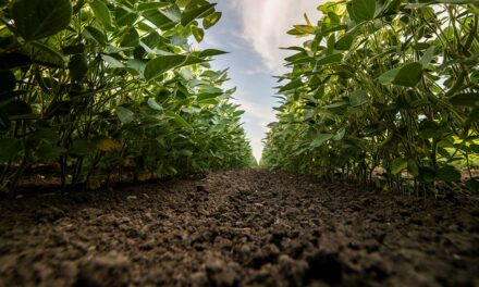 Avançar no estudo da biologia do solo é o próximo grande passo da agricultura