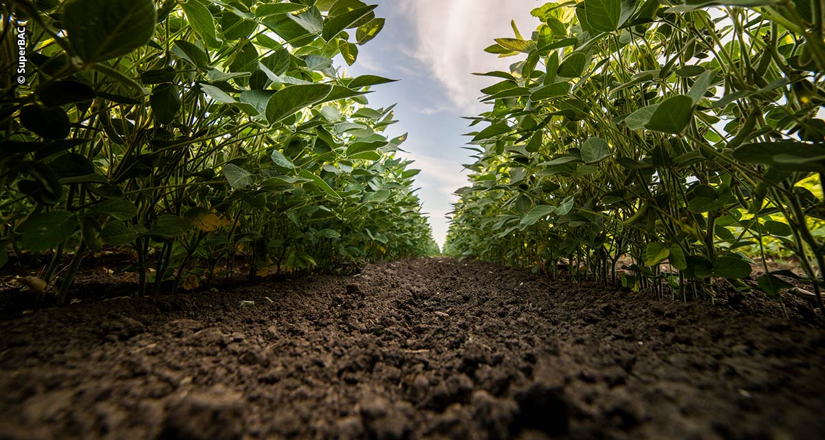 Avançar no estudo da biologia do solo é o próximo grande passo da agricultura