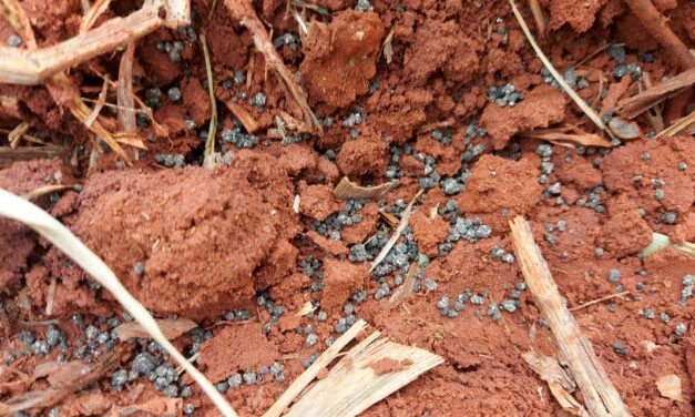 Fertilizante de lodo de esgoto é uma fonte tão eficiente quanto o adubo mineral, diz estudo