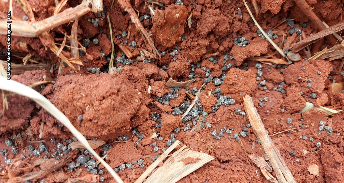 Fertilizante de lodo de esgoto é uma fonte tão eficiente quanto o adubo mineral, diz estudo