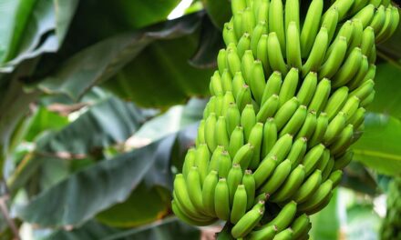 Tera Nutrição Vegetal realiza encontro com bananicultores do Vale do Ribeira