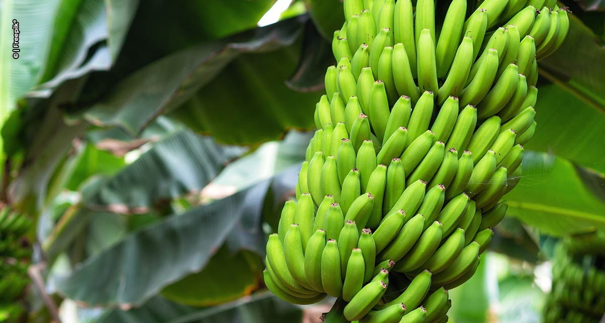 Tera Nutrição Vegetal realiza encontro com bananicultores do Vale do Ribeira