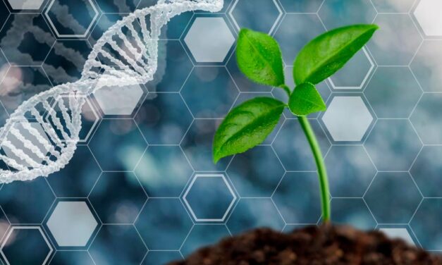 Biotecnologia permite o desenvolvimento de cultivares mais produtivas