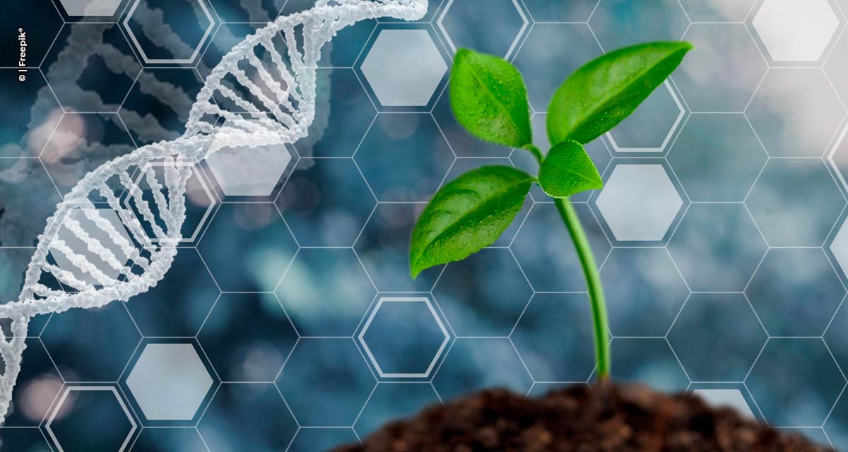 Biotecnologia permite o desenvolvimento de cultivares mais produtivas