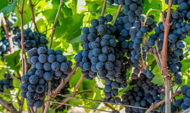 Com uso de biológicos, vinícola de São Paulo aumenta produtividade em 30% e uvas mais saudáveis garantem medalha em uma das mais importantes premiações de vinhos do mundo