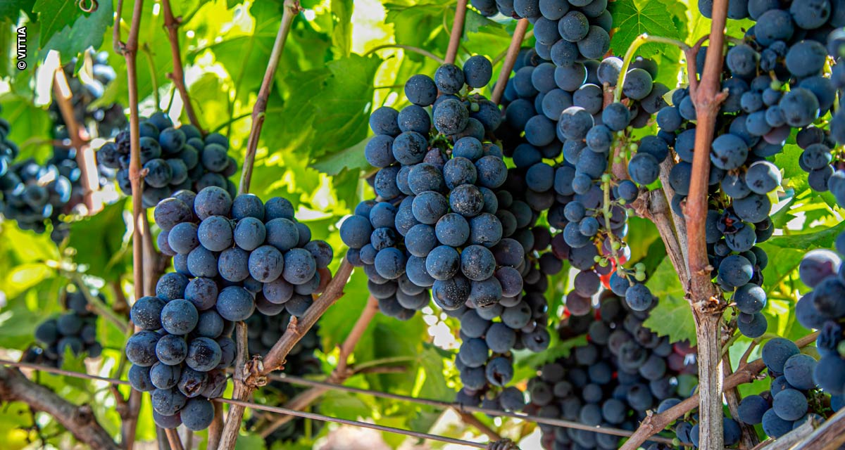 Com uso de biológicos, vinícola de São Paulo aumenta produtividade em 30% e uvas mais saudáveis garantem medalha em uma das mais importantes premiações de vinhos do mundo