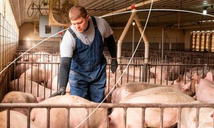 Cuidados com a saúde intestinal do leitão impactam na produtividade até o abate