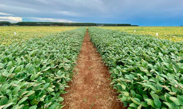 Acompanhando as tendências e demandas de clientes e consumidores, empresas do agronegócio buscam estabelecer compromissos ESG