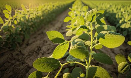 Associação inovadora surge para impulsionar adjuvantes agrícolas no Brasil