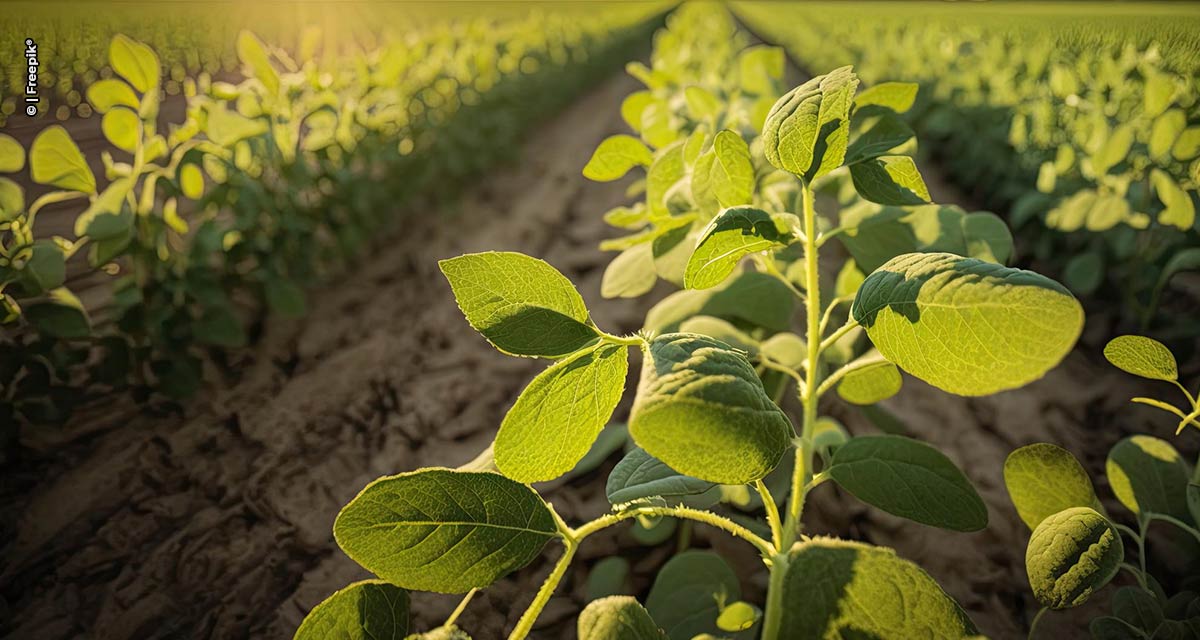 Associação inovadora surge para impulsionar adjuvantes agrícolas no Brasil