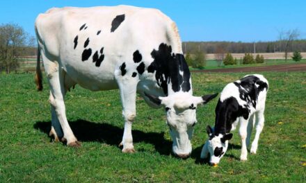 Suplementos à base de óleos essenciais elevam em até 16% a taxa de prenhez de vacas