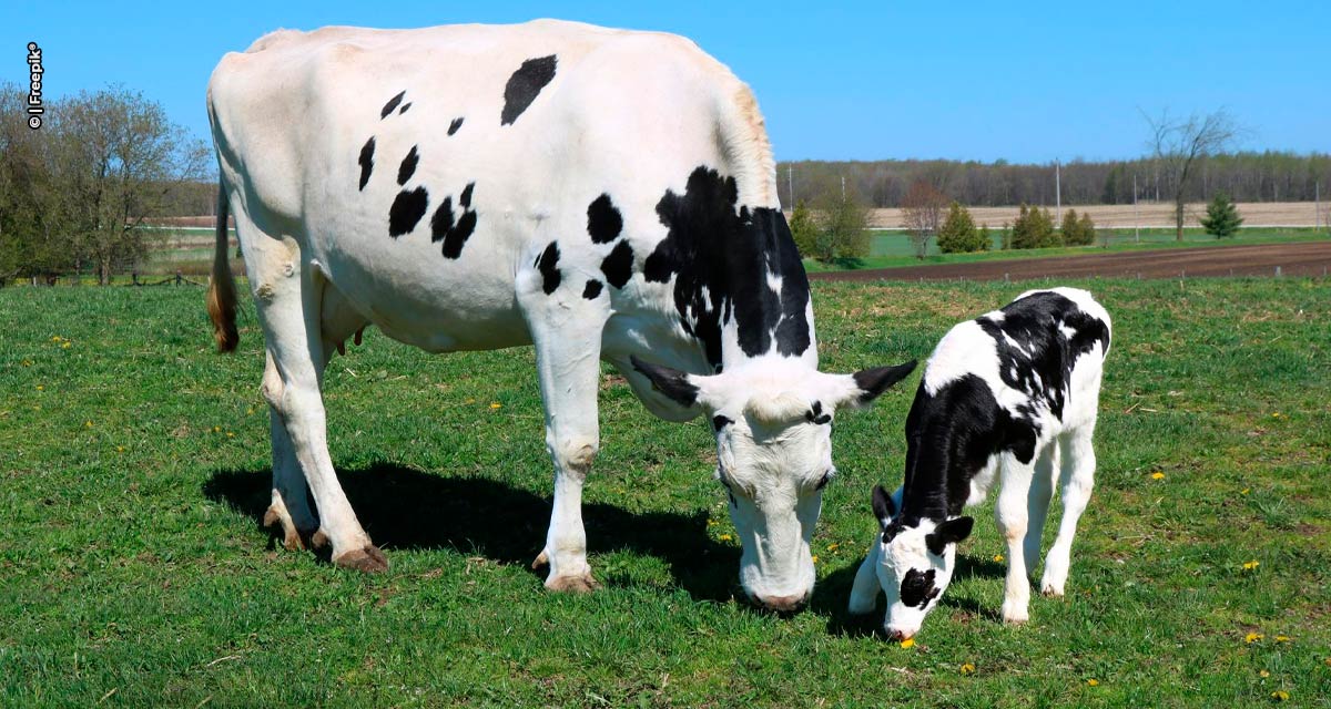 Suplementos à base de óleos essenciais elevam em até 16% a taxa de prenhez de vacas