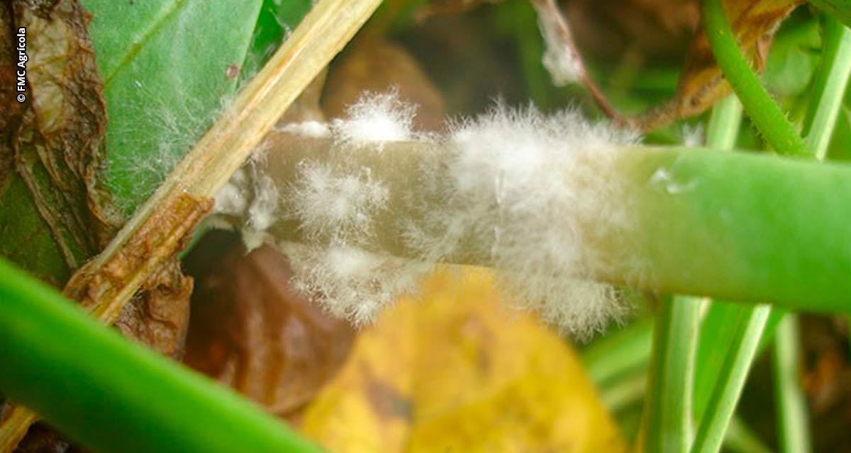 Integração de fungicidas biológicos e químicos aumenta a eficiência de controle do mofo-branco com incremento da produtividade