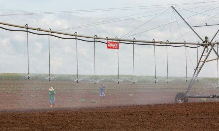 Tecnologias de irrigação e bom planejamento ajudam produtor contra onda de calor