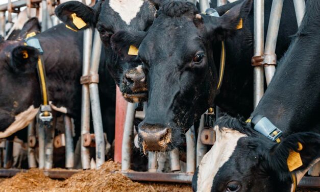 Performance produtiva da pecuária envolve nutrição animal