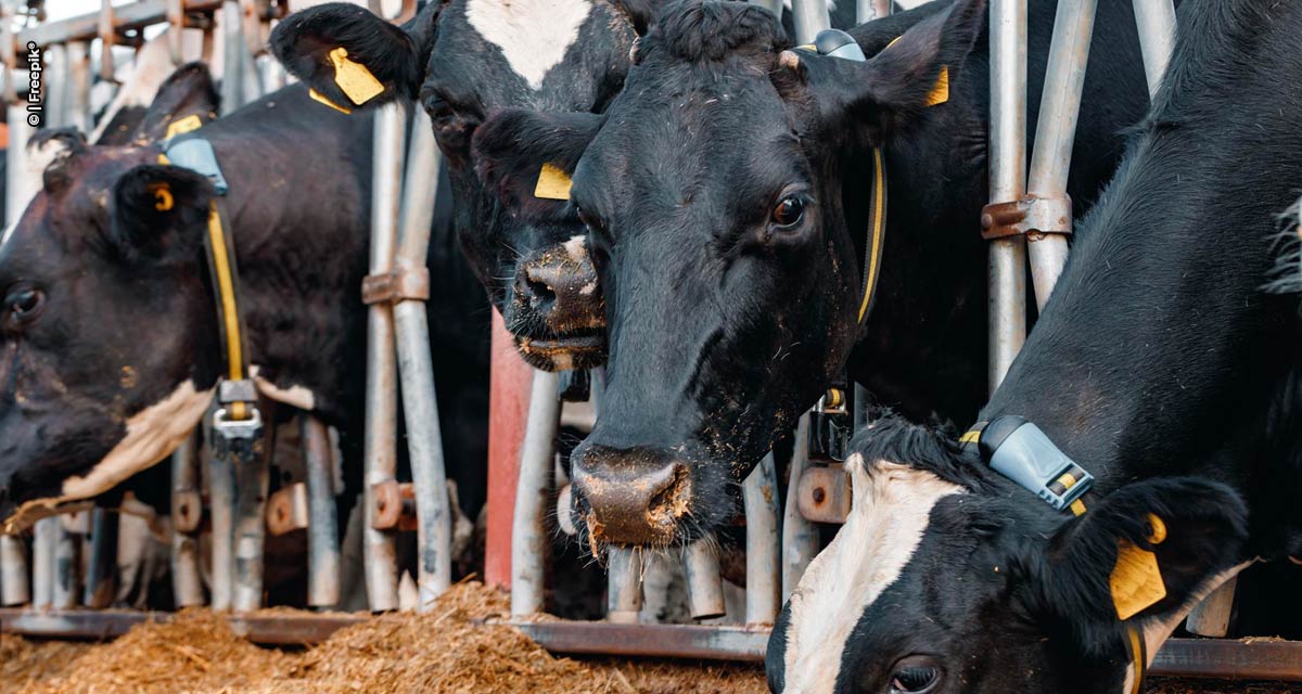 Performance produtiva da pecuária envolve nutrição animal