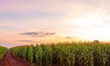 Fertilizante utilizado em plantação de milho gera menor emissão de gases de efeito estufa