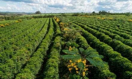 Programa Nespresso AAA de Qualidade Sustentável™ completa 20 anos