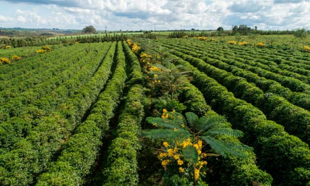 Programa Nespresso AAA de Qualidade Sustentável™ completa 20 anos